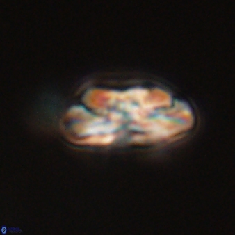 Heliotrochus steurbautii 55390