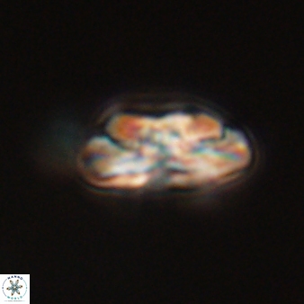 Heliotrochus steurbautii 55390