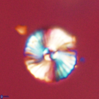 Heliotrochus steurbautii 55395