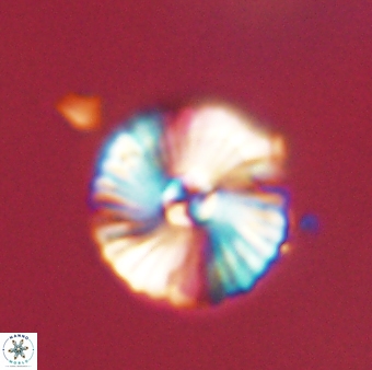 Heliotrochus steurbautii 55395