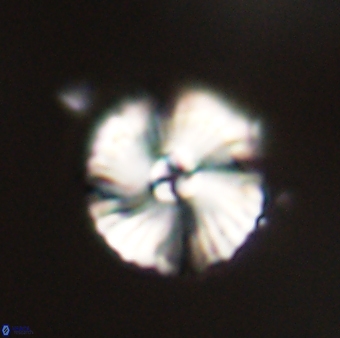 Heliotrochus steurbautii 55396
