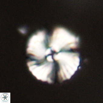 Heliotrochus steurbautii 55396