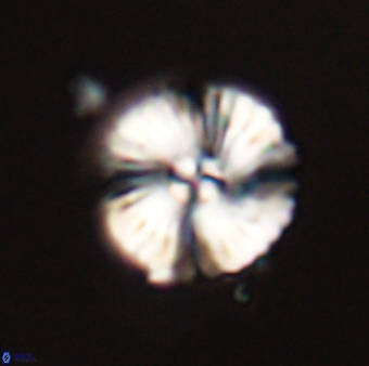 Heliotrochus steurbautii 55398