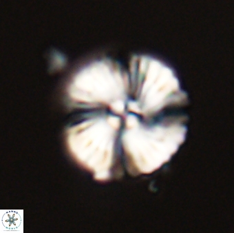 Heliotrochus steurbautii 55398