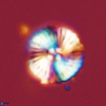 Heliotrochus steurbautii 55399