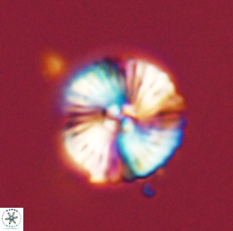 Heliotrochus steurbautii 55399
