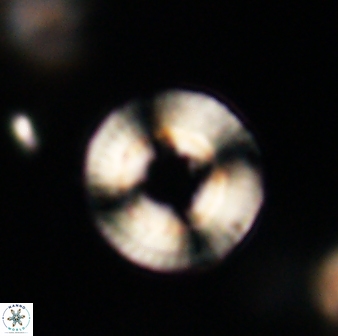 Heliotrochus trypa 63342