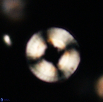 Heliotrochus trypa 63326