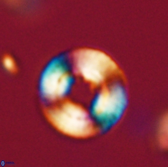 Heliotrochus trypa 63327