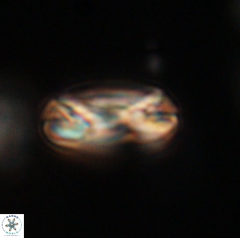 Heliotrochus trypa 63340