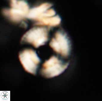 Heliotrochus trypa 63342