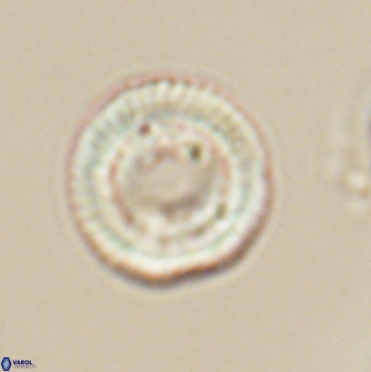 Heliotrochus trypa 63345