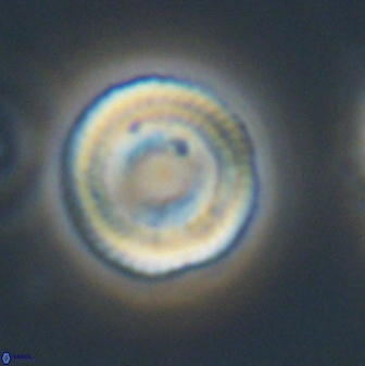 Heliotrochus trypa 63346