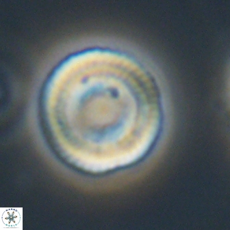 Heliotrochus trypa 63346