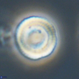 Heliotrochus trypa 63347