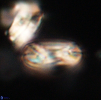 Heliotrochus trypa 63342