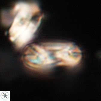 Heliotrochus trypa 63342