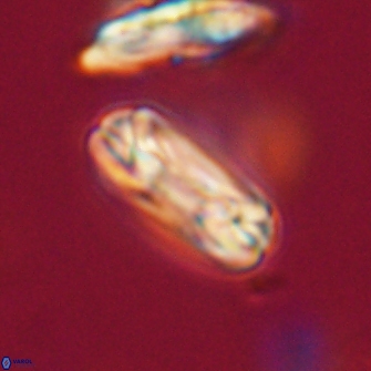 Heliotrochus trypa 63367