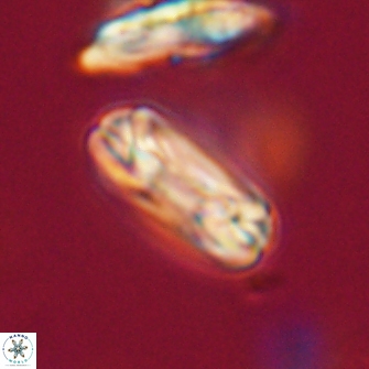 Heliotrochus trypa 63367