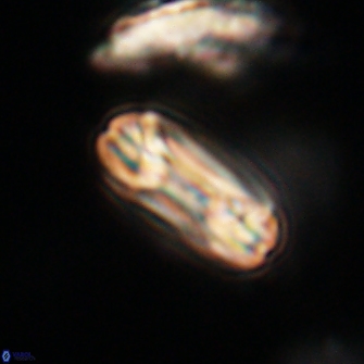 Heliotrochus trypa 63368