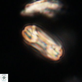 Heliotrochus trypa 63368