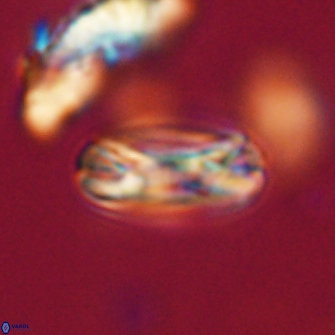 Heliotrochus trypa 63370