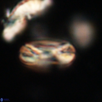 Heliotrochus trypa 63371