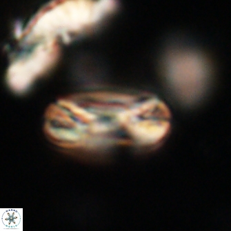 Heliotrochus trypa 63371