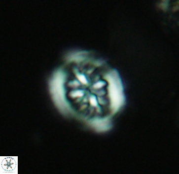 Heterorhabdus actinosus 4017