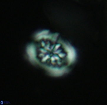 Heterorhabdus actinosus 4019