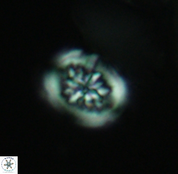 Heterorhabdus actinosus 4019