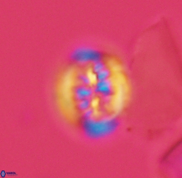 Heterorhabdus actinosus 4021