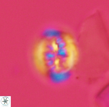 Heterorhabdus actinosus 4021