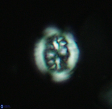 Heterorhabdus actinosus 4022