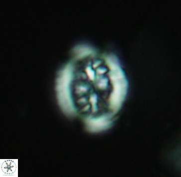 Heterorhabdus actinosus 4022