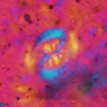 Heterorhabdus actinosus 6184