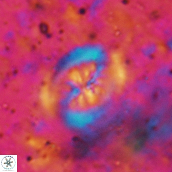 Heterorhabdus actinosus 6184