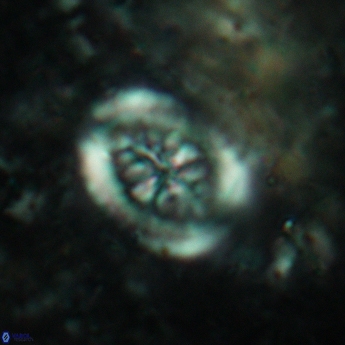 Heterorhabdus actinosus 6181