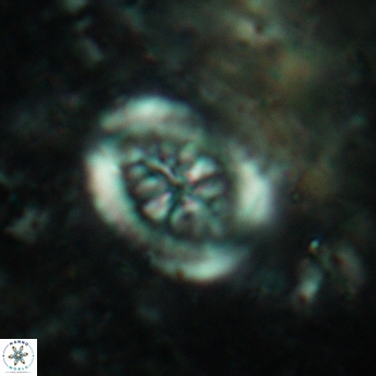 Heterorhabdus actinosus 6181