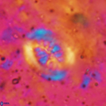 Heterorhabdus actinosus 6182