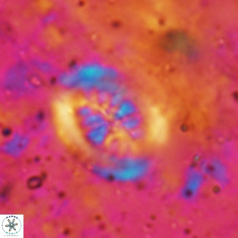 Heterorhabdus actinosus 6182