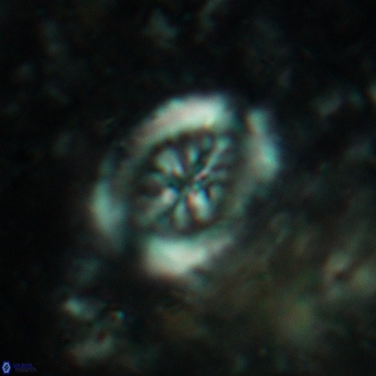 Heterorhabdus actinosus 6183