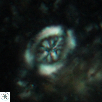 Heterorhabdus actinosus 6183