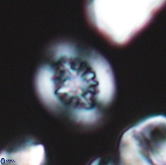 Heterorhabdus actinosus 9289