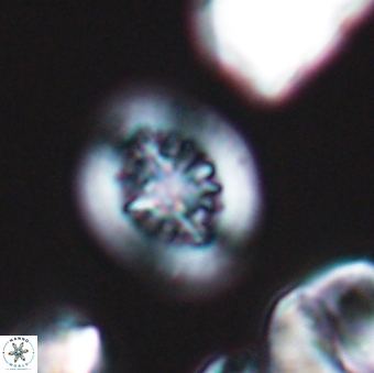 Heterorhabdus actinosus 9289