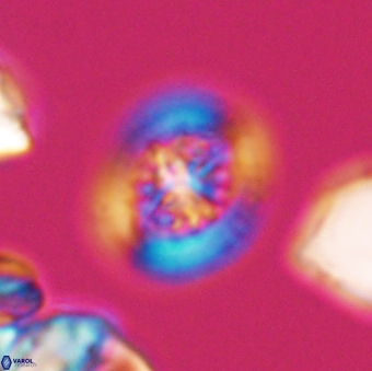 Heterorhabdus actinosus 9294