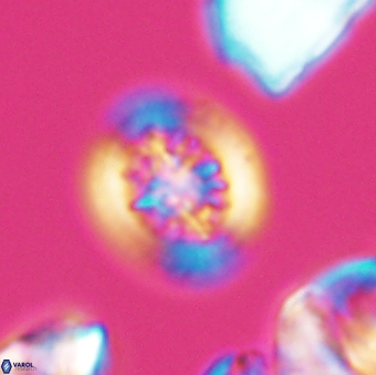 Heterorhabdus actinosus 9290