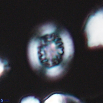 Heterorhabdus actinosus 9291