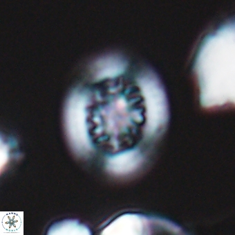 Heterorhabdus actinosus 9291