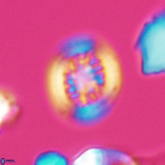 Heterorhabdus actinosus 9292